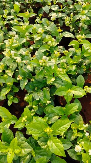 Mauli Krupa Roses Nursery